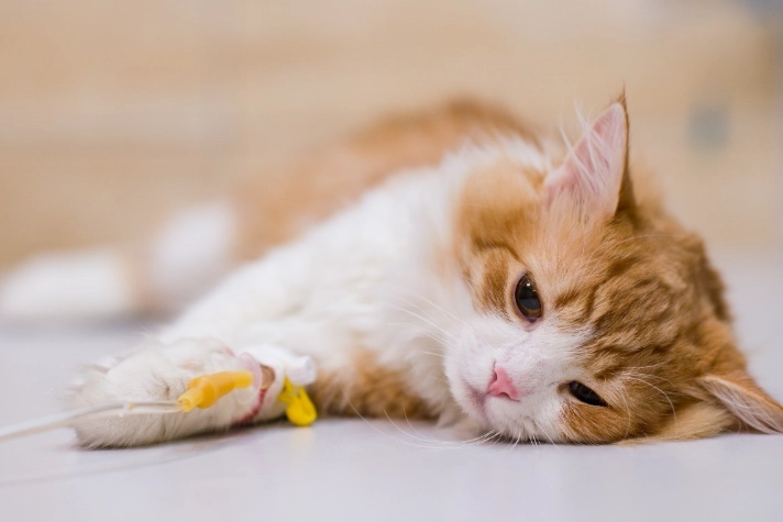 貓咪胰臟炎飲食