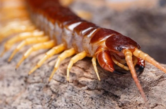 家裡有蜈蚣怎麼辦