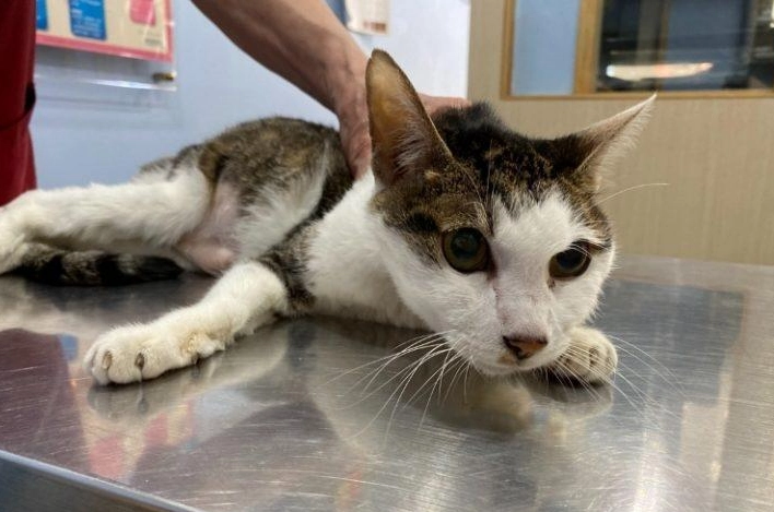 貓慢性胰臟炎症狀