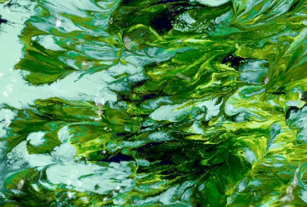 海藻鈣什麼時候吃最好？專家解析最佳服用時機與常見錯誤