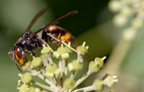 黃腳虎頭蜂 毒性