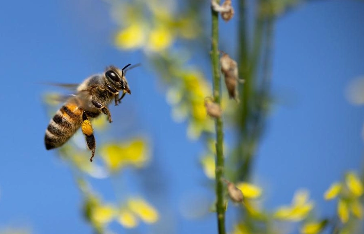 虎頭蜂防範方法