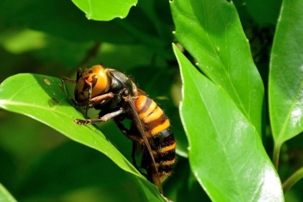 虎頭蜂會主動攻擊人嗎？專家解析攻擊原因與防護對策