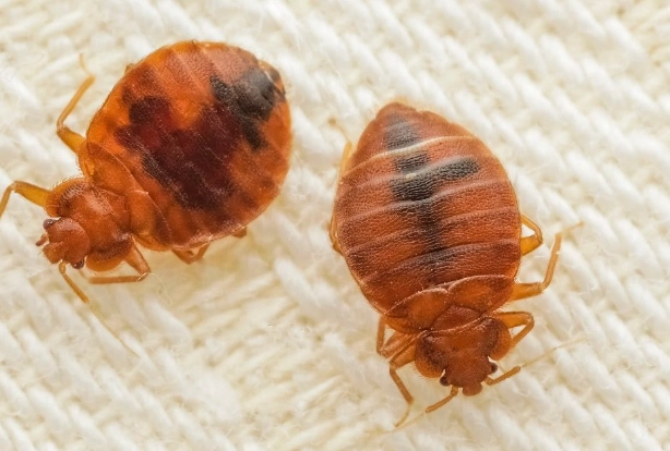 床蝨怕什麼味道？5種天然氣味驅蟲法與專家實戰指南