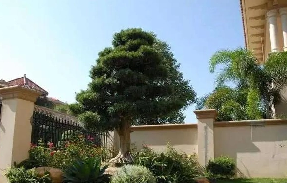 門口種什麼樹最好？5種招財美觀樹種推薦與風水禁忌解析