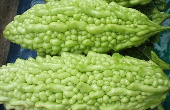 苦瓜對蠶豆症的影響