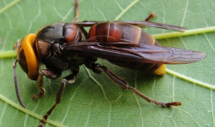 台灣 虎頭蜂 種類