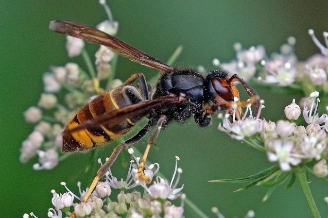 虎頭蜂 蜇傷 處理