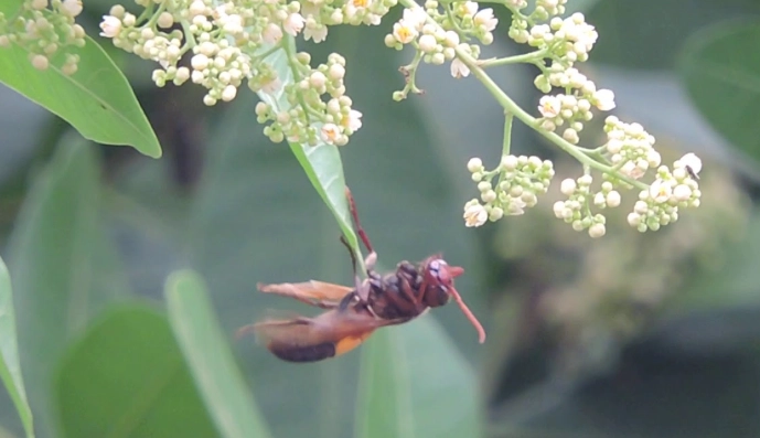 虎頭蜂習性