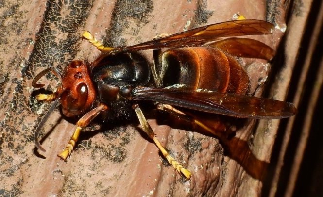 台灣 虎頭蜂 種類