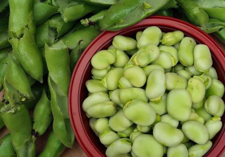 G6PD缺乏症食物管理