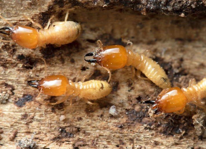 床蝨天敵完全指南：自然防治方法與實用解析