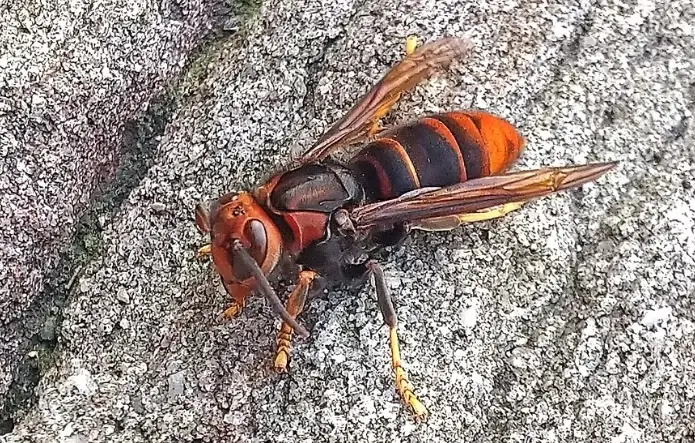 黃腳虎頭蜂有毒嗎