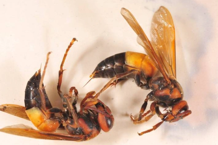 虎頭蜂防範方法