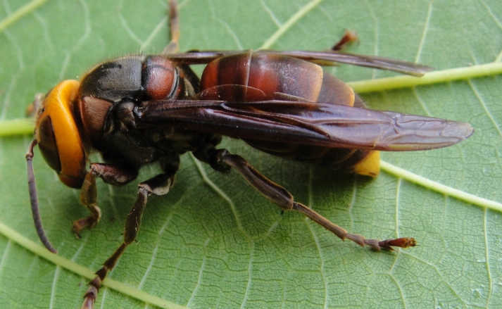 黃腰虎頭蜂習性