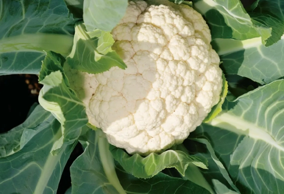 青花菜 保存 方法