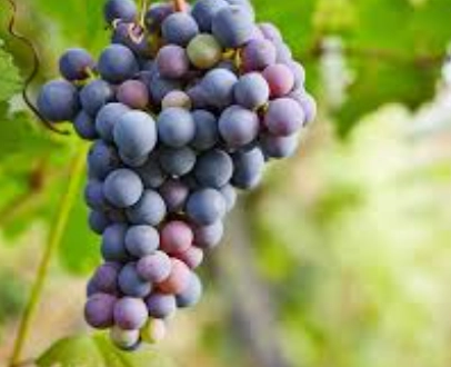 晚上吃葡萄會胖嗎？營養師揭開睡前吃水果的真相與技巧