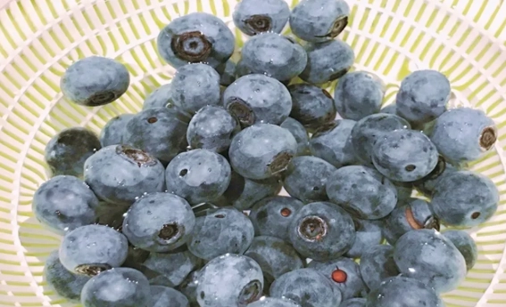 藍莓怎麼洗才乾淨？完整步驟與常見錯誤破解指南