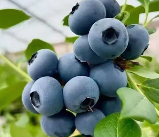 藍莓功效與禁忌全解析：從護眼到副作用，一次搞懂