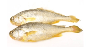 腎臟病 飲食 魚