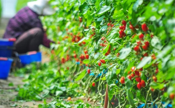 小番茄採收時間