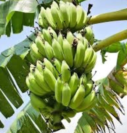 香蕉 水果 分類