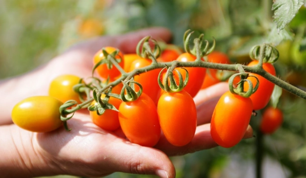 小番茄胃痛 小番茄胃痛