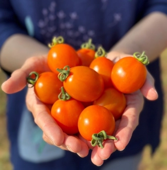 橘色小番茄料理