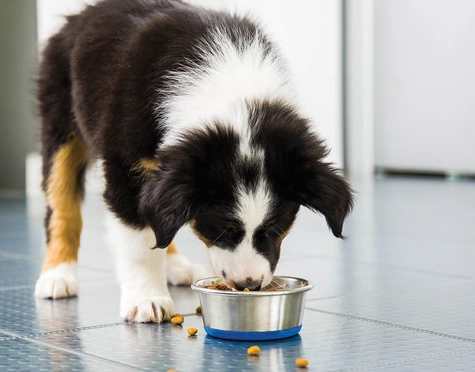 狗腎臟病飲食 狗腎臟病飲食