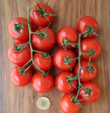 小番茄糖尿病可以吃嗎？糖友必讀的完整飲食指南