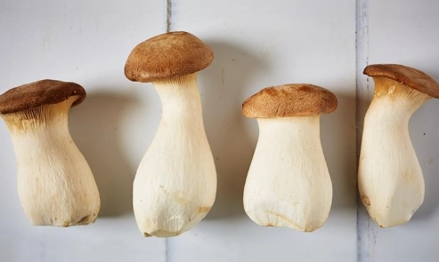 糖尿病可以吃杏鮑菇嗎？糖友必知的營養分析與安心吃法