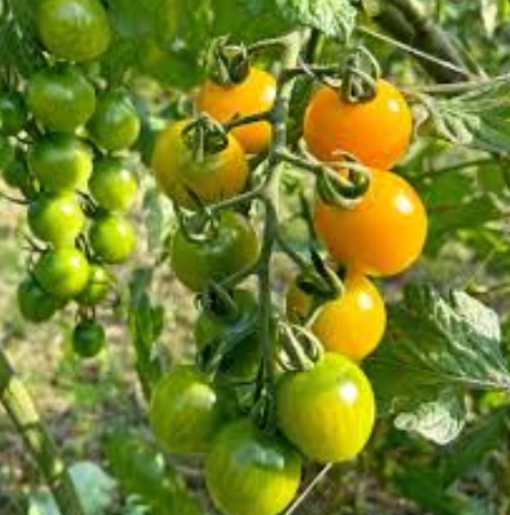 黃色小番茄好處