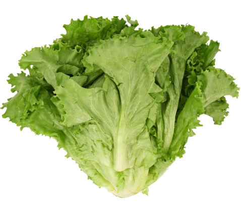 生菜功效全解析：不只減肥，這些好處你不可不知