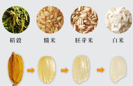 糙米胚芽米：從挑選、煮法到品牌推薦，一篇看懂營養與美味秘訣