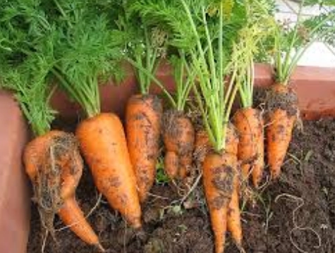 紅蘿蔔升糖指數解密：生吃熟吃大不同，這樣吃血糖不飆升