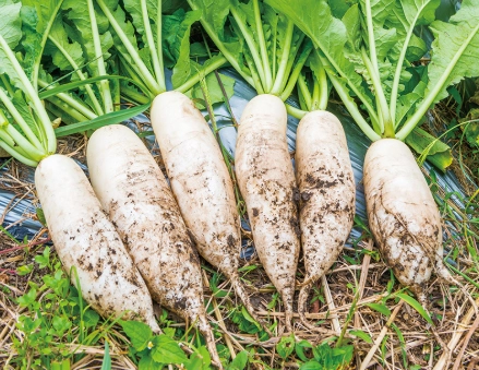 糖尿病可以吃白蘿蔔嗎？糖友必看的飲食指南與3大關鍵提醒