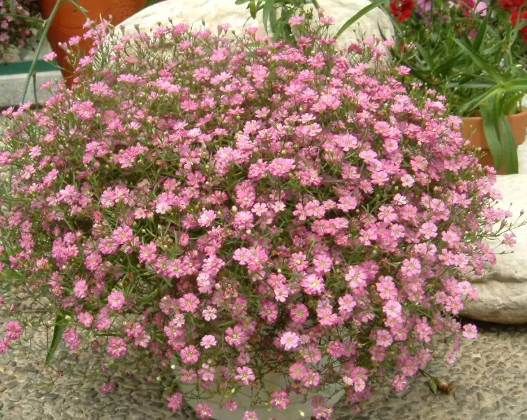 滿天星花語全攻略：愛情寓意、送禮場合與栽培秘訣