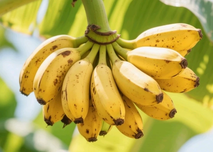 高鉀水果排行榜