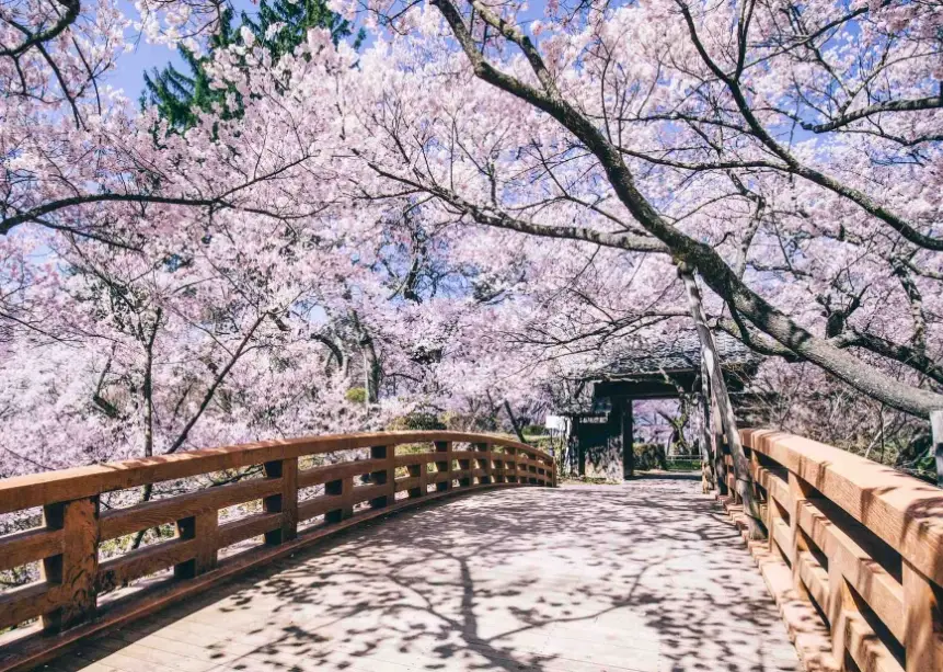 長野櫻花名所