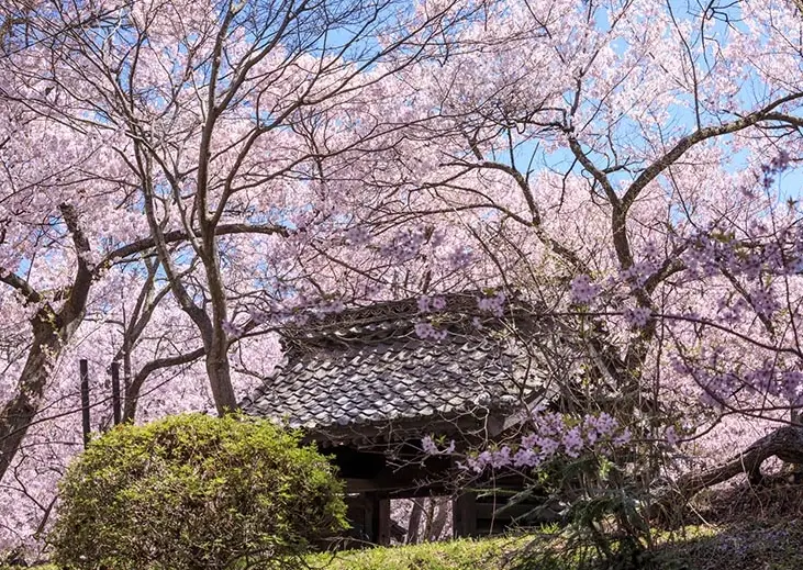 長野櫻花季節