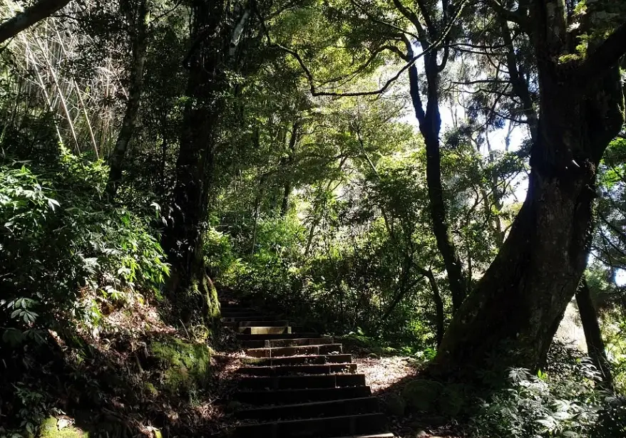 嘉義大凍山難度全解析：登山路線、時間、裝備建議一次看