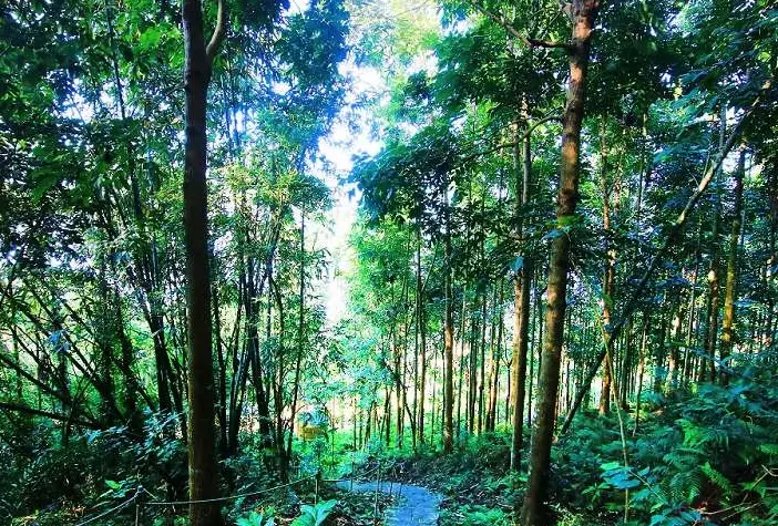 烏山步道健行攻略｜新手必看的台南登山步道交通與路線解析