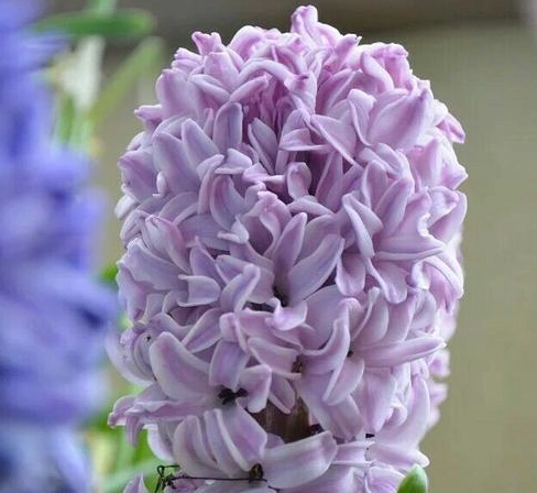 風信子花語完整指南：顏色意義解析與送禮實用技巧