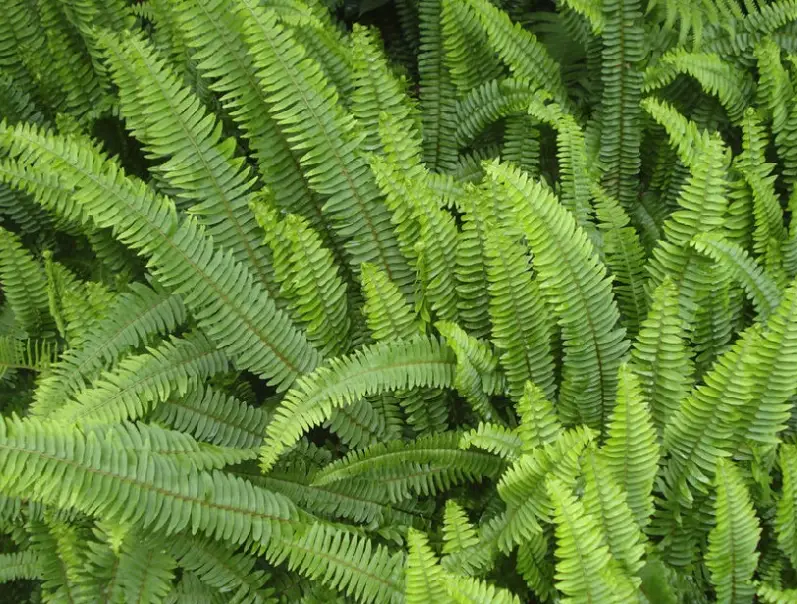 台灣中藥行推薦