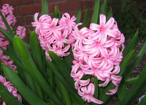 風信子送禮意義