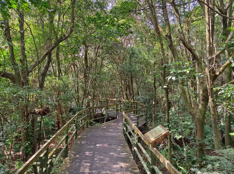 大崙頭尾山親山步道整修後變怎樣？實地走訪告訴你