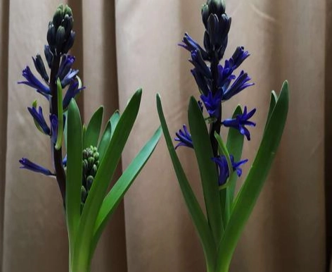 風信子顏色花語