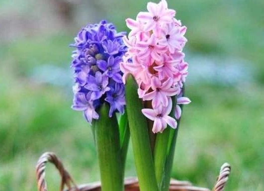 風信子送禮意義