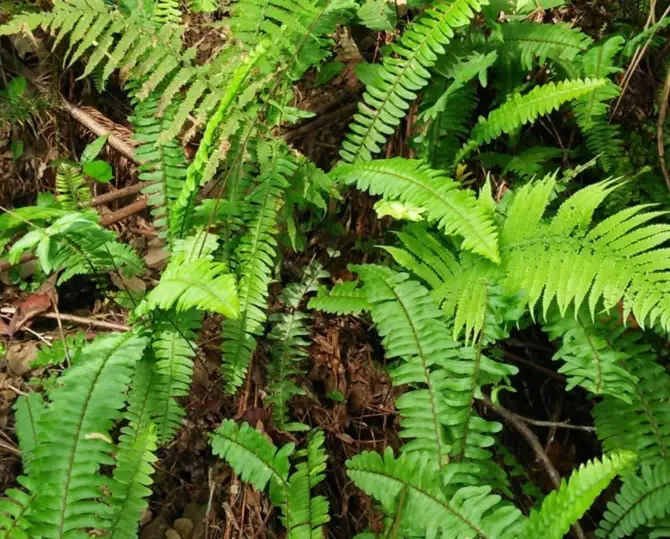 台灣中藥行推薦