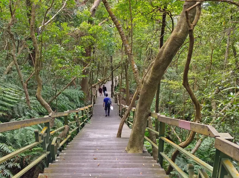 大崙頭尾山步道整修